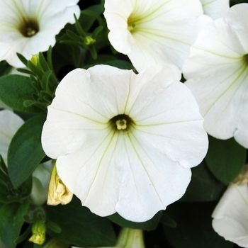 Petunia 'Surprise White' (038448)