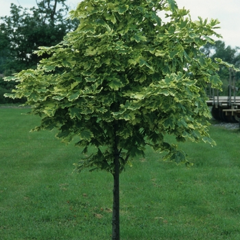 Acer platanoides 'Drummondii' (038727)