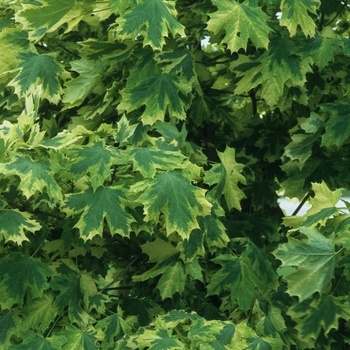 Acer platanoides 'Drummondii' (038728)
