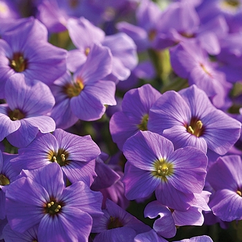 Aubrieta 'Madly™ Blue Violet' (038924)
