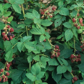 Rubus ursinus x ideaus 'Thornless' (039086)