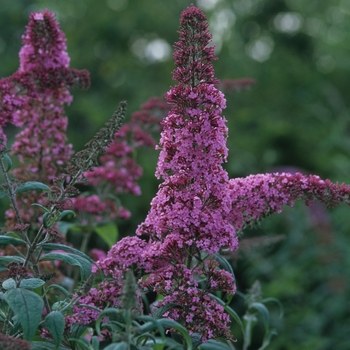 Buddleia 'Pink Delight' (039090)