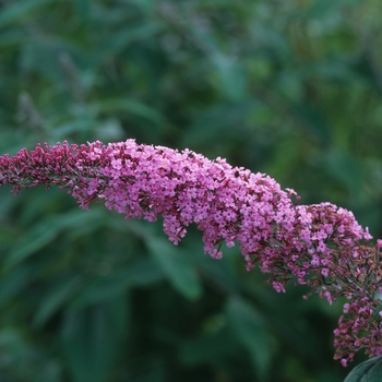 Buddleia 'Pink Delight' (039091)