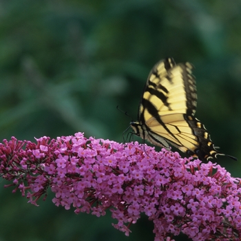 Buddleia 'Pink Delight' (039093)