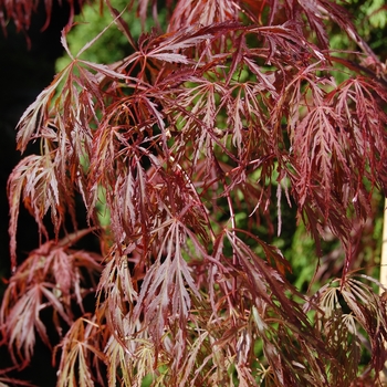 Acer palmatum var. dissectum 'Crimson Queen' (039356)