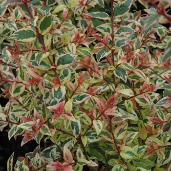 Abelia x grandiflora 'Mardi Gras' (040200)