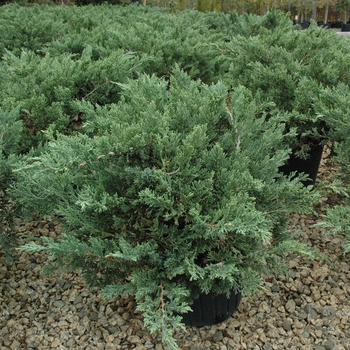 Juniperus davurica 'Expansa ('Parsonii')' (040218)