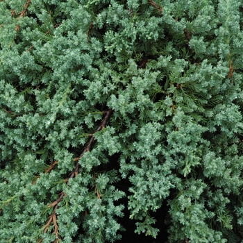 Juniperus procumbens 'Nana' (040219)