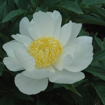 Paeonia lactiflora 'Krinkled White' (040229)