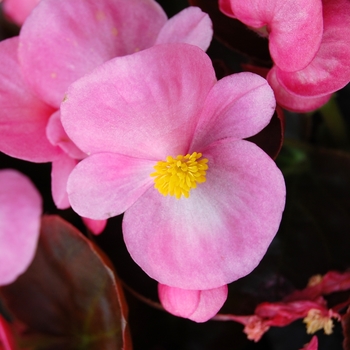 Begonia semperflorens Havana™ Pink '' (040245)