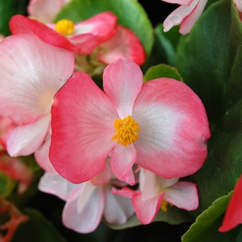 Begonia semperflorens Monza™ Blush '' (040250)