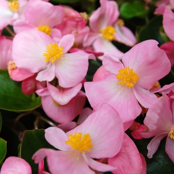 Begonia semperflorens Monza™ Pink '' (040255)