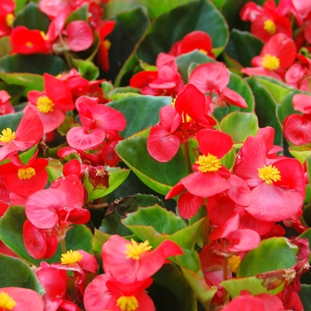 Begonia semperflorens Monza™ Scarlet '' (040259)