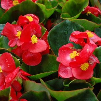 Begonia semperflorens Monza™ Scarlet '' (040260)