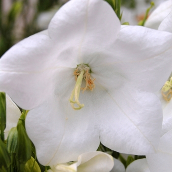 Campanula persicifolia 'Takion White' (040264)