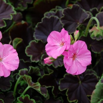 Pelargonium x hortorum 'Black Velvet Pink' (040373)