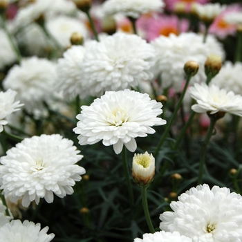 Argyranthemum frutescens Sassy® 'Compact Double White' (040466)