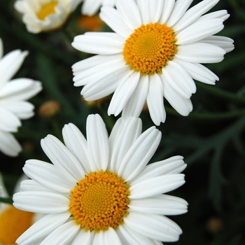Argyranthemum frutescens Sassy® 'Compact White' (040470)
