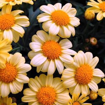Argyranthemum frutescens Sassy® 'Compact Yellow' (040472)