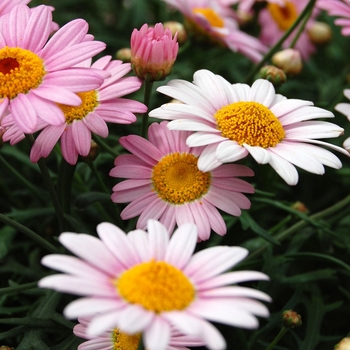 Argyranthemum frutescens Sassy® 'Pink' (040474)