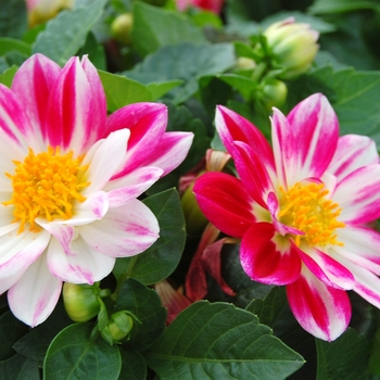 Dahlia Goldalia™ 'Rose Bicolor' (040511)