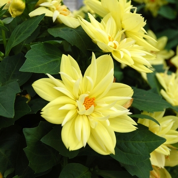 Dahlia 'Goldalia™ Yellow' (040512)