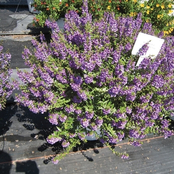 Angelonia angustifolia Carita™ 'Cascade Lavender' (040580)