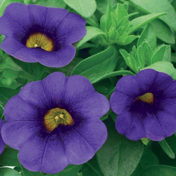 Calibrachoa Callie® 'Purple Imp' (040588)