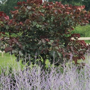 Cercis canadensis 'Forest Pansy' (040824)