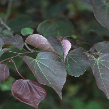 Cercis canadensis 'Forest Pansy' (040828)