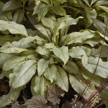 Pulmonaria longifolia ssp cevennensis '' (040853)