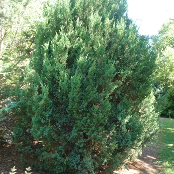 Juniperus chinensis 'Blue Point' (040862)