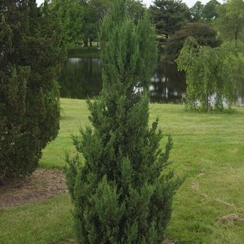 Juniperus chinensis 'Blue Point' (040863)