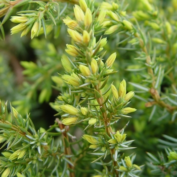 Juniperus communis depressa 'Blueberry Delight®' (040864)
