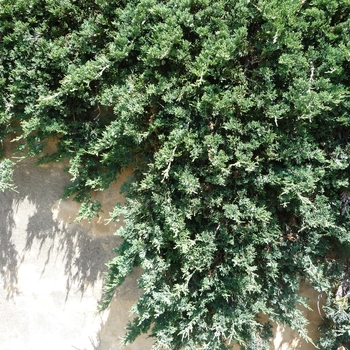 Juniperus horizontalis 'Wiltonii' (040872)