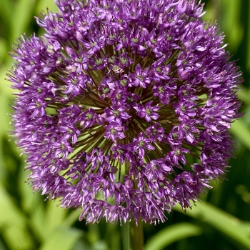 Allium 'Globemaster' (040883)