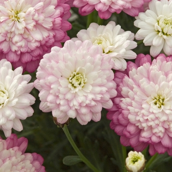 Argyranthemum frutescens Summersong™ 'Lavender' (040905)