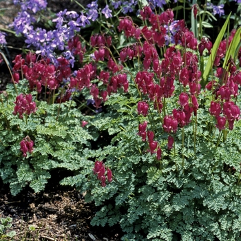 Dicentra 'Luxuriant' (040940)
