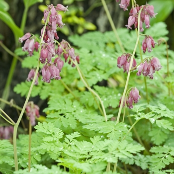 Dicentra 'Luxuriant' (040941)