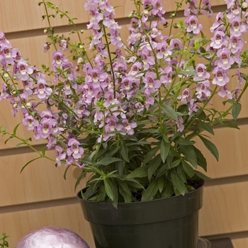 Angelonia angustifolia Serena® 'Lavender' (041040)
