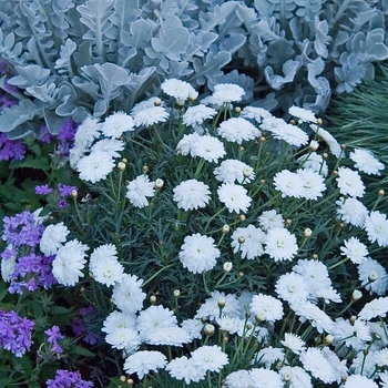 Argyranthemum frutescens Molimba® 'Mini Double White' (041047)