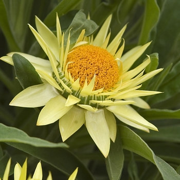 Bracteantha bracteata 'Brilliance™ Yellow' (041075)