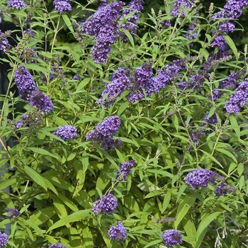Buddleia davidii English Butterfly™ 'Purple Emperor™' (041078)