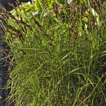 Carex muskingumensis 'Oehme' (041106)