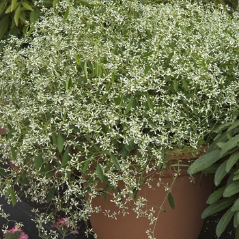 Euphorbia 'Diamond Frost®' (041172)