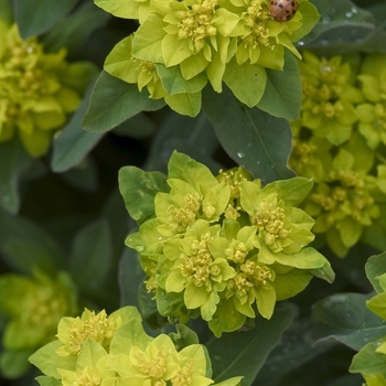 Euphorbia polychroma '' (041183)