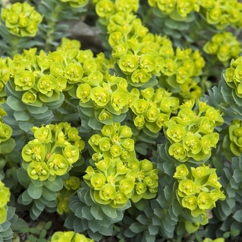 Euphorbia polychroma '' (041185)