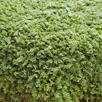Herniaria glabra 'Green Carpet' (041257)