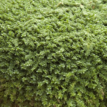 Herniaria glabra 'Green Carpet' (041258)
