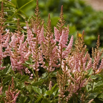 Astilbe chinensis 'Visions in Pink' (041281)